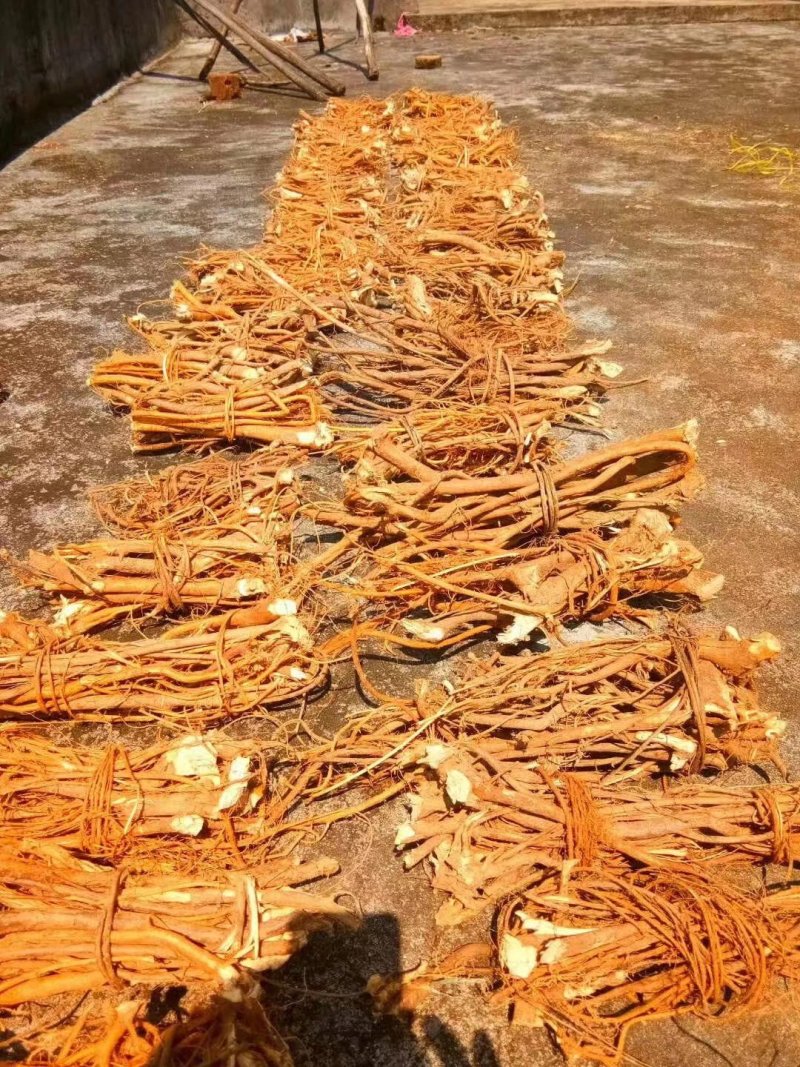 五指毛桃，新鲜野生五指毛桃，