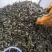 嫩菱角现采现摘大量供应来自湖区活水大青菱