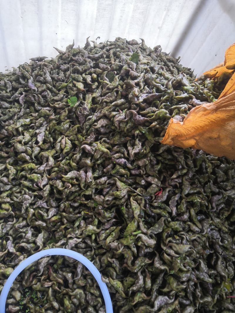 嫩菱角现采现摘大量供应来自湖区活水大青菱