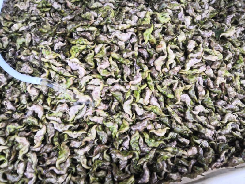 嫩菱角现采现摘大量供应来自湖区活水大青菱