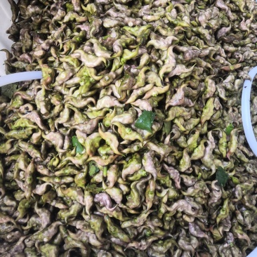 嫩菱角现采现摘大量供应来自湖区活水大青菱