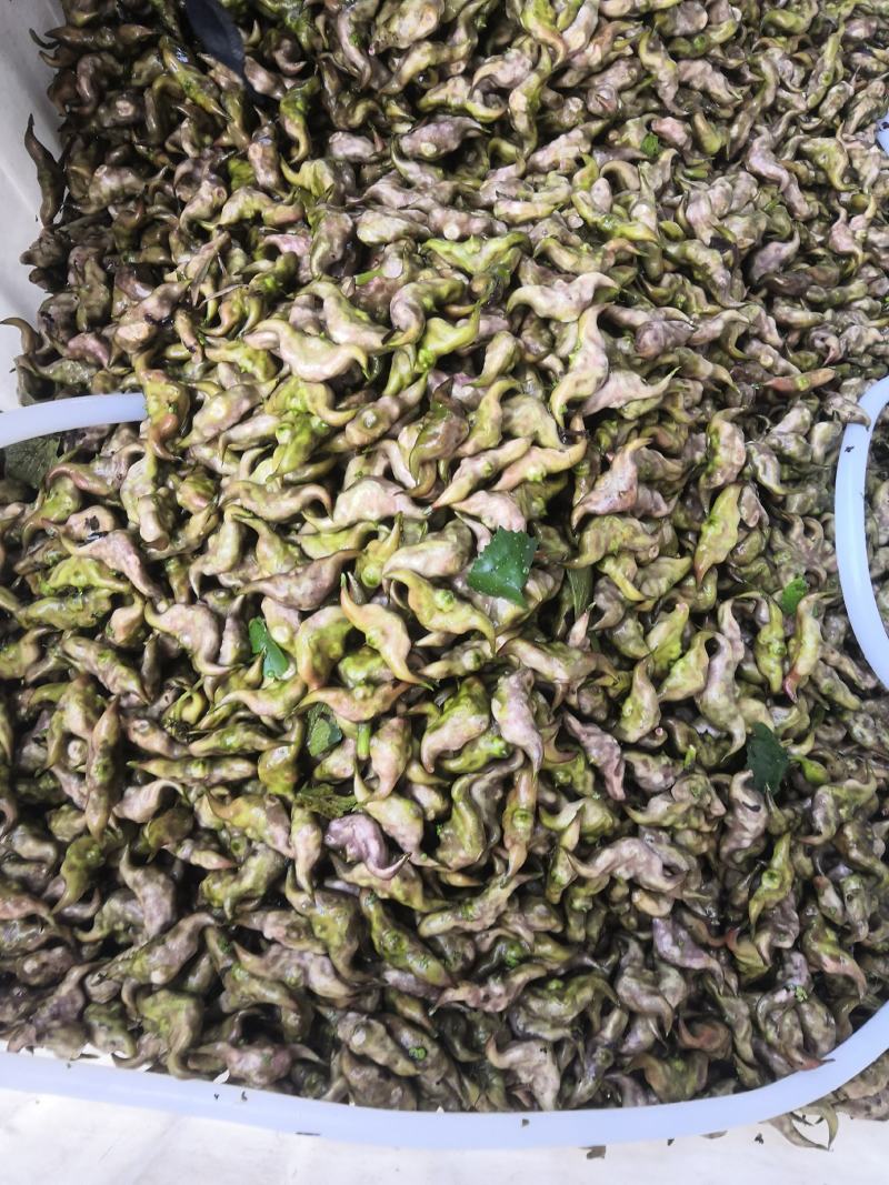 嫩菱角现采现摘大量供应来自湖区活水大青菱