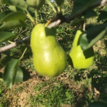 香蕉梨价格，陕西香蕉梨产地，香蕉梨批发，香蕉梨基地