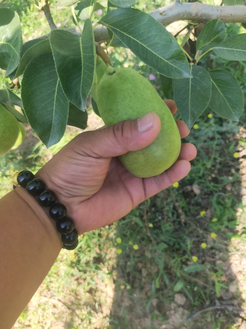 香蕉梨价格，陕西香蕉梨产地，香蕉梨批发，香蕉梨基地