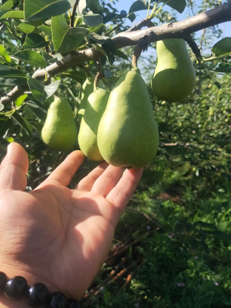 香蕉梨价格，陕西香蕉梨产地，香蕉梨批发，香蕉梨基地