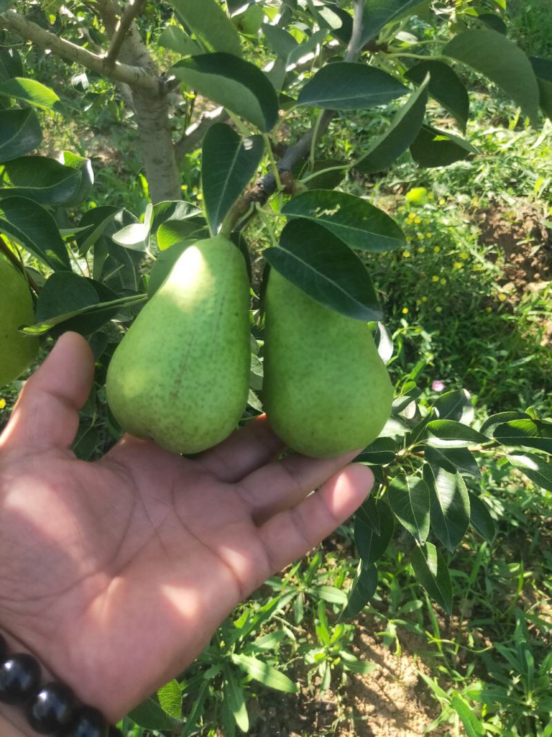 香蕉梨价格，陕西香蕉梨产地，香蕉梨批发，香蕉梨基地