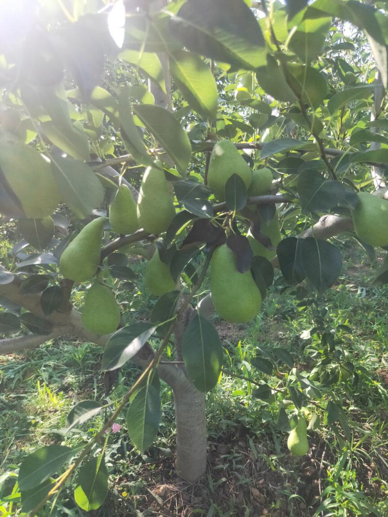 香蕉梨价格，陕西香蕉梨产地，香蕉梨批发，香蕉梨基地