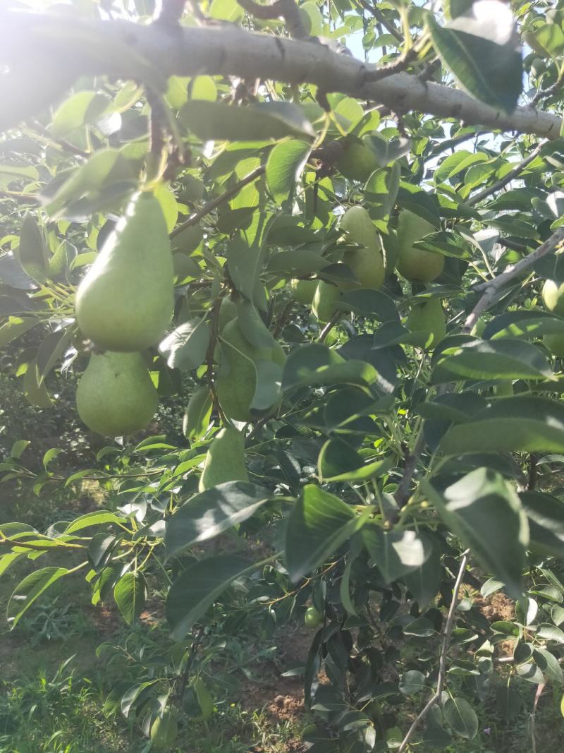 香蕉梨价格，陕西香蕉梨产地，香蕉梨批发，香蕉梨基地