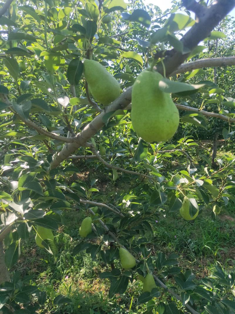 香蕉梨价格，陕西香蕉梨产地，香蕉梨批发，香蕉梨基地