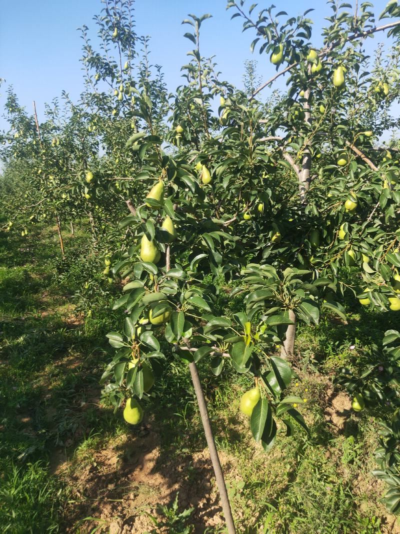香蕉梨价格，陕西香蕉梨产地，香蕉梨批发，香蕉梨基地