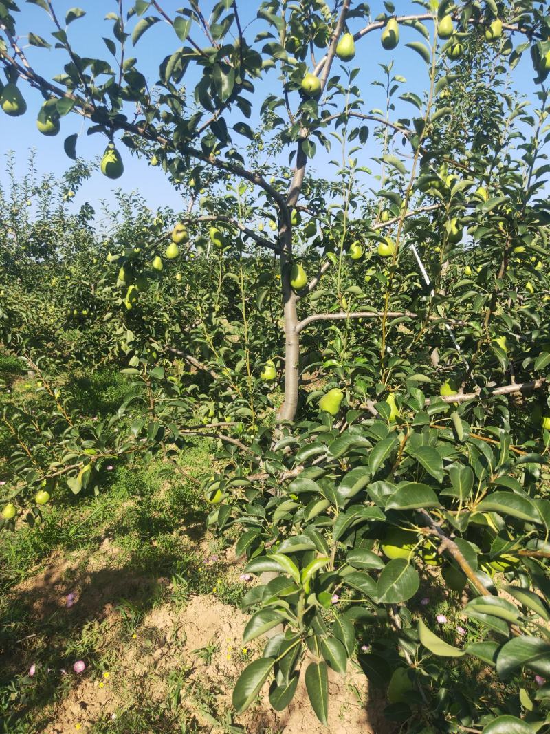 香蕉梨价格，陕西香蕉梨产地，香蕉梨批发，香蕉梨基地