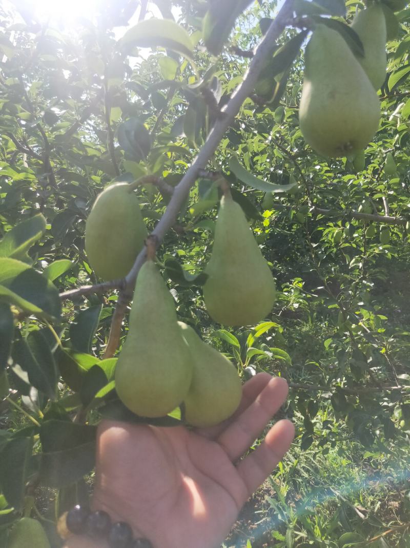 香蕉梨价格，陕西香蕉梨产地，香蕉梨批发，香蕉梨基地