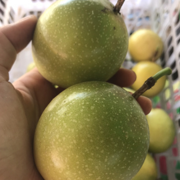 （一件代发）黄金果，纯甜，芭乐味，大量新鲜现货供应