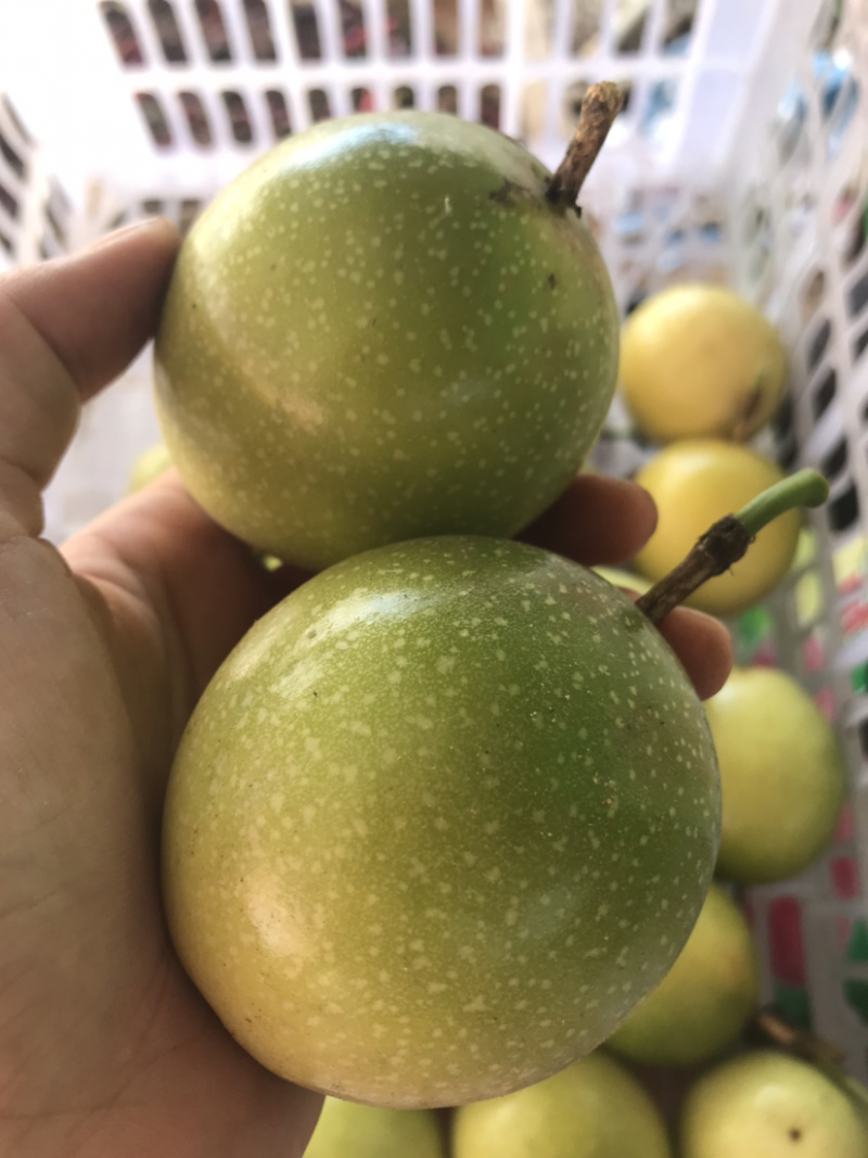 （一件代发）黄金果，纯甜，芭乐味，大量新鲜现货供应
