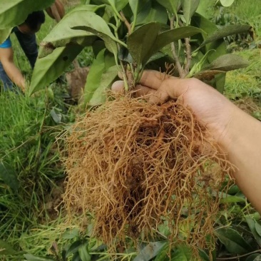 优质布福娜苗木批发基地直销苗木百利特色农业