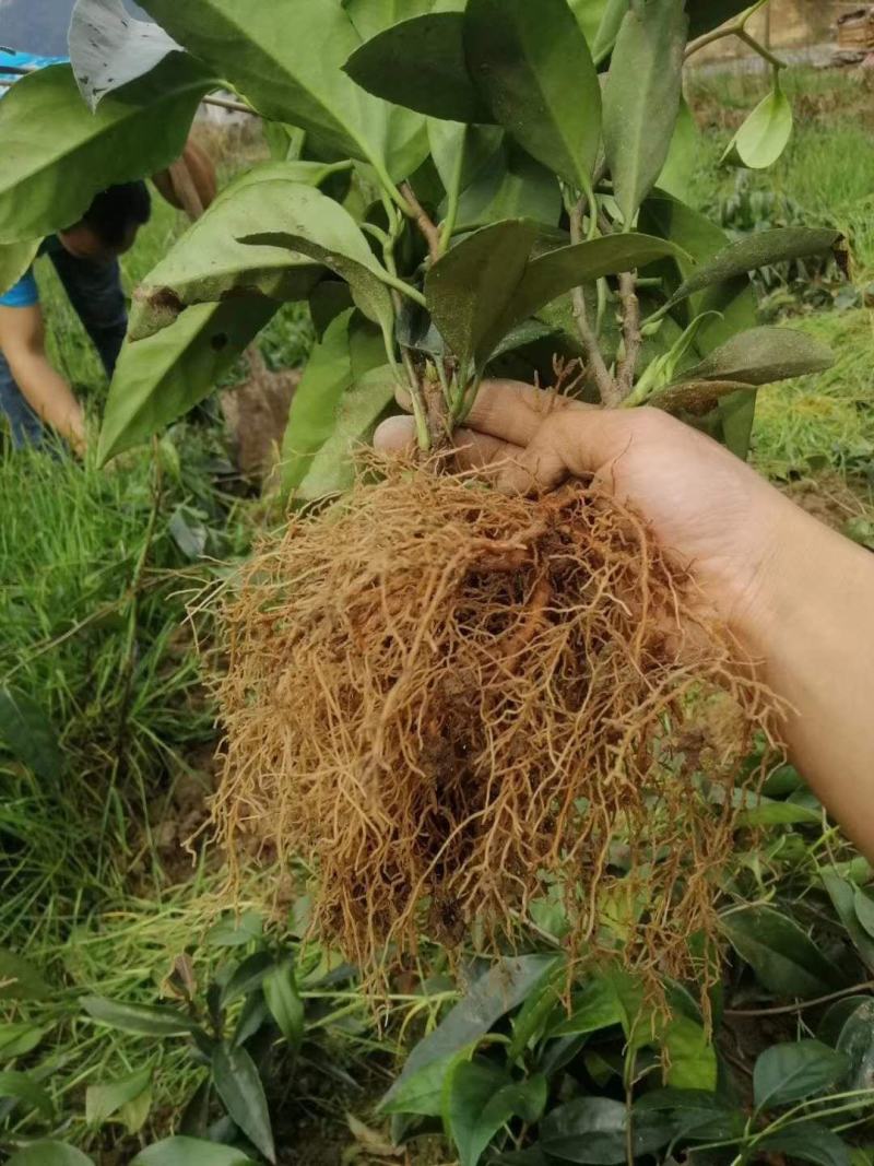 优质布福娜苗木批发基地直销苗木百利特色农业