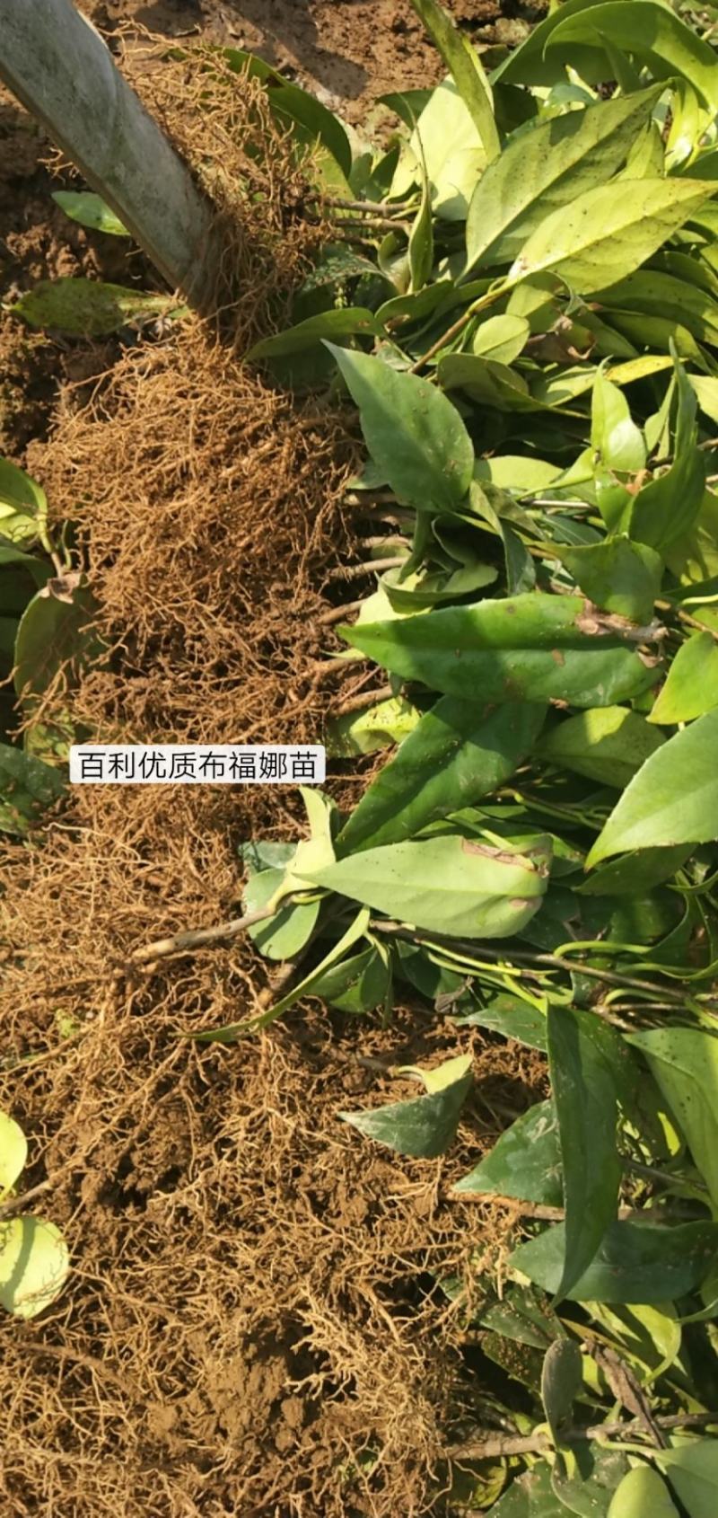 优质布福娜苗木批发基地直销苗木百利特色农业