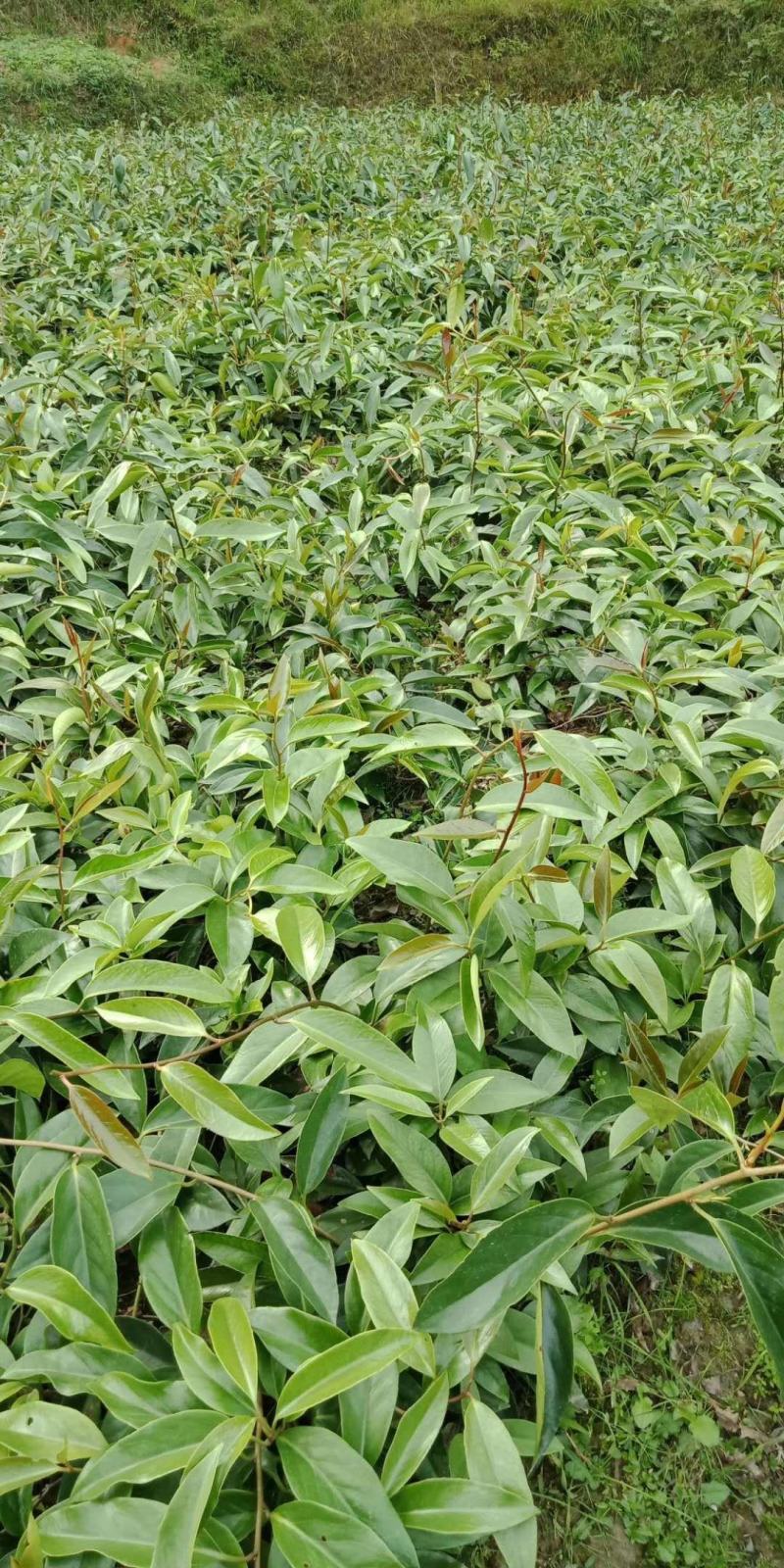 优质布福娜苗木批发基地直销苗木百利特色农业