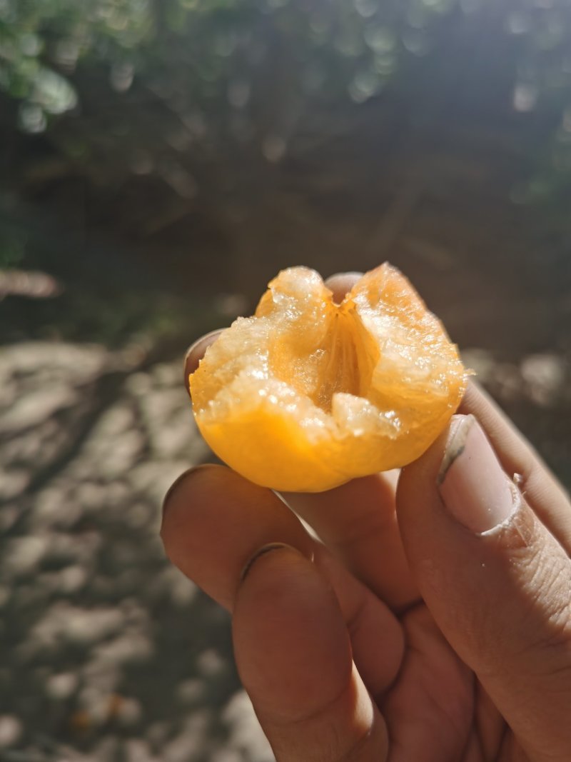 明星杏