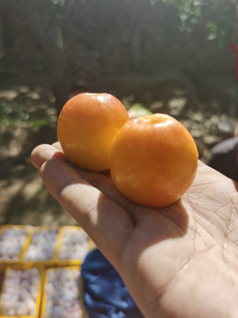 明星杏