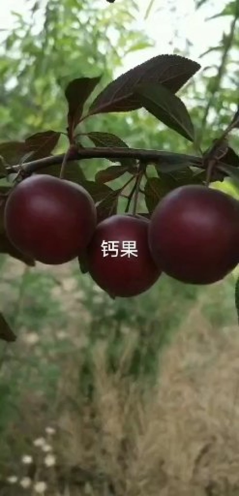 常年供应紫冠钙果树苗，10元一颗，一级果100元一斤