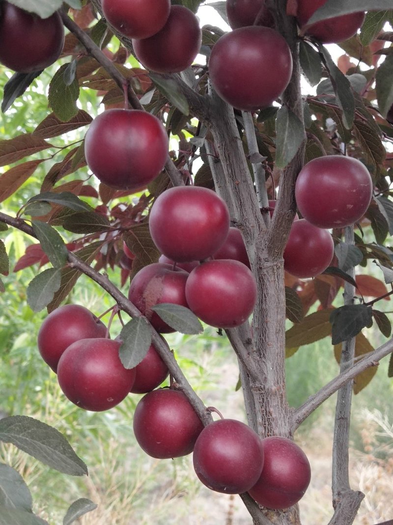 常年供应紫冠钙果树苗，10元一颗，一级果100元一斤