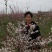 常年供应紫冠钙果树苗，10元一颗，一级果100元一斤