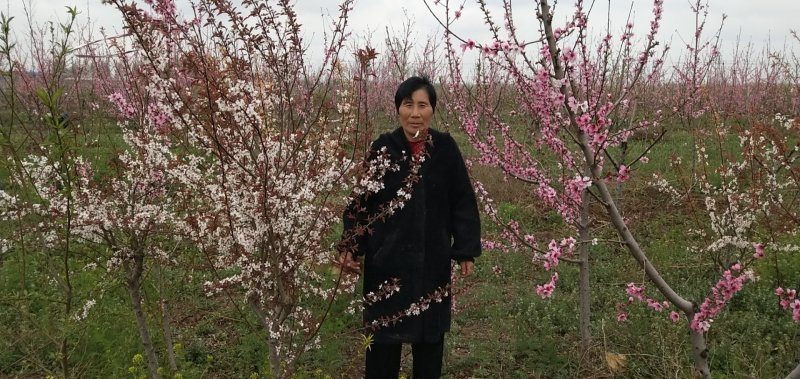 常年供应紫冠钙果树苗，10元一颗，一级果100元一斤