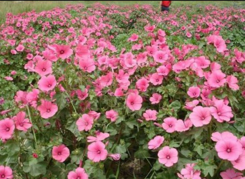 混色花葵花籽花卉种子绿化花海专用多年生花卉品种