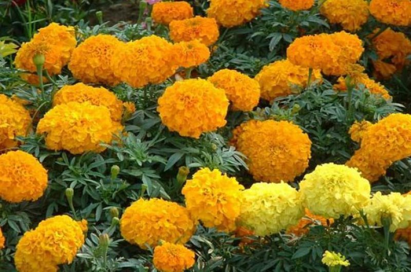 万寿菊花种子花卉化海种子公园庭院均可种植