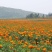 万寿菊花种子花卉化海种子公园庭院均可种植