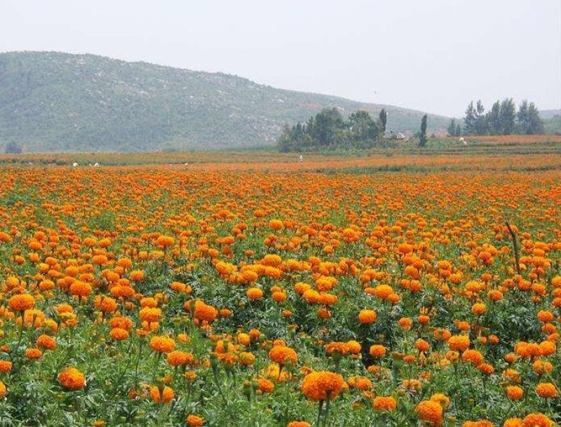 万寿菊花种子花卉化海种子公园庭院均可种植