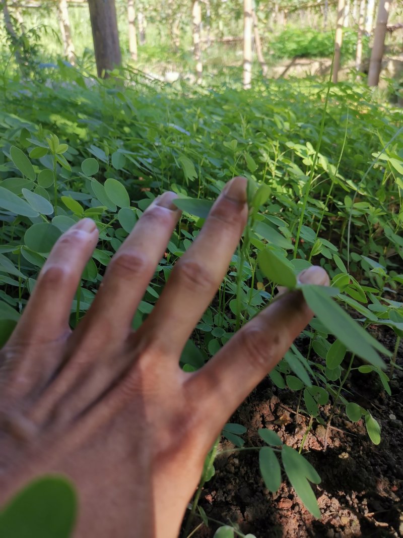 黄花槐，黄槐小苗及2-10分苗木。