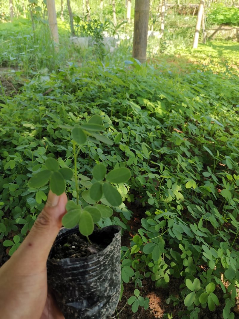 黄花槐，黄槐小苗及2-10分苗木。