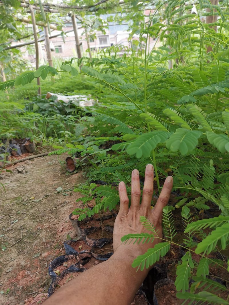 凤凰木，小苗20-1米高，苗木3-80公分直径