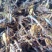 清水蝎子，野生蝎子全干货