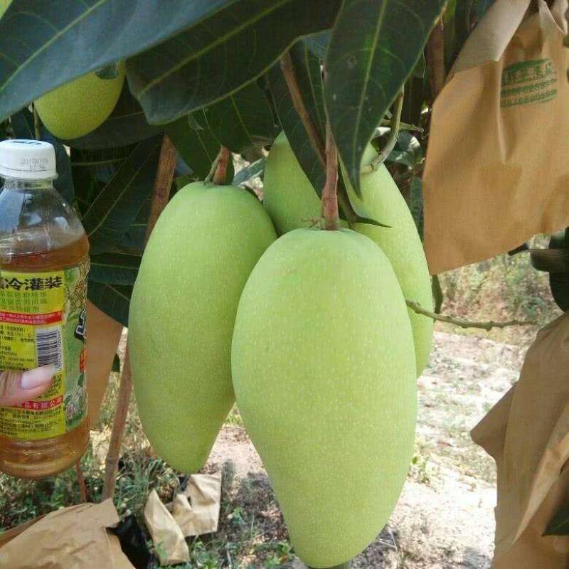芒果苗芒果苗木金煌芒果苗金煌芒嫁接苗