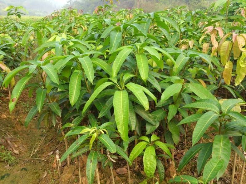 芒果苗芒果苗木金煌芒果苗金煌芒嫁接苗