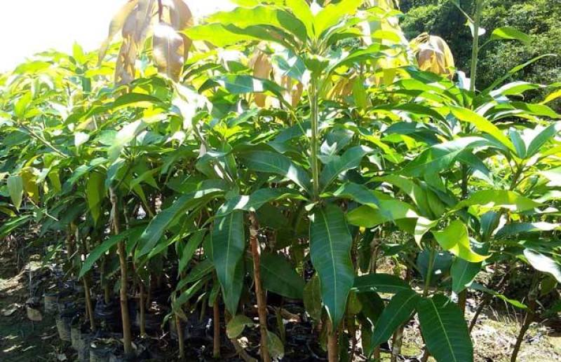 芒果苗芒果苗木金煌芒果苗金煌芒嫁接苗