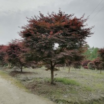 基地出售精品红枫，15-20公分红枫