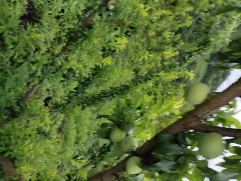 李子