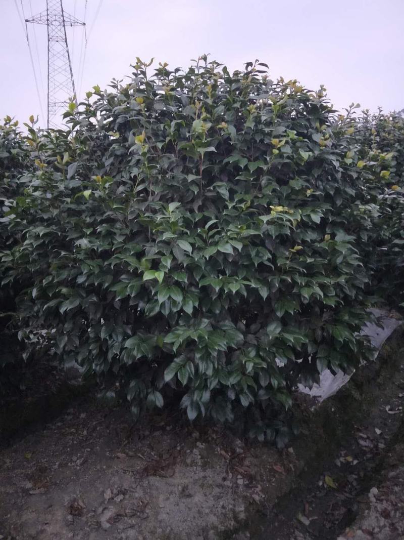 基地直销山茶花山茶花球山茶花树精品货