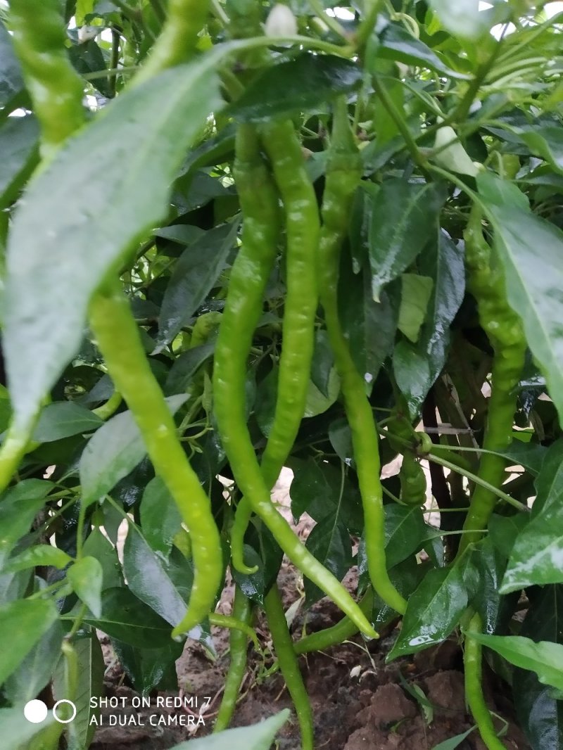 线椒河南商丘睢阳区现在大量供应线椒，小米椒欢迎选购