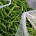 线椒河南商丘睢阳区现在大量供应线椒，小米椒欢迎选购