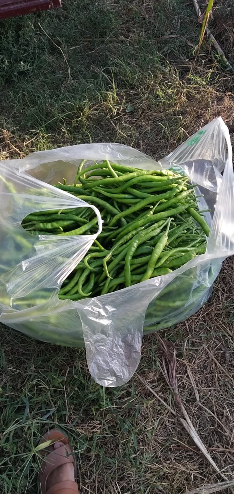 线椒河南商丘睢阳区现在大量供应线椒，小米椒欢迎选购