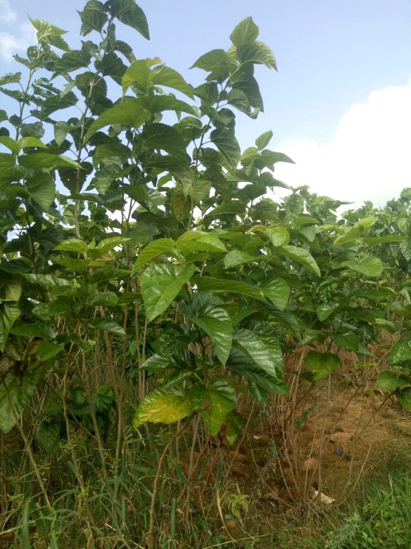 霜桑叶秋霜桑蚕叶优质批发中药桑叶粉干桑叶粉泡水喝非止汗超