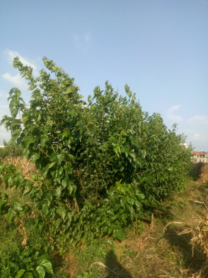 霜桑叶秋霜桑蚕叶优质批发中药桑叶粉干桑叶粉泡水喝非止汗超