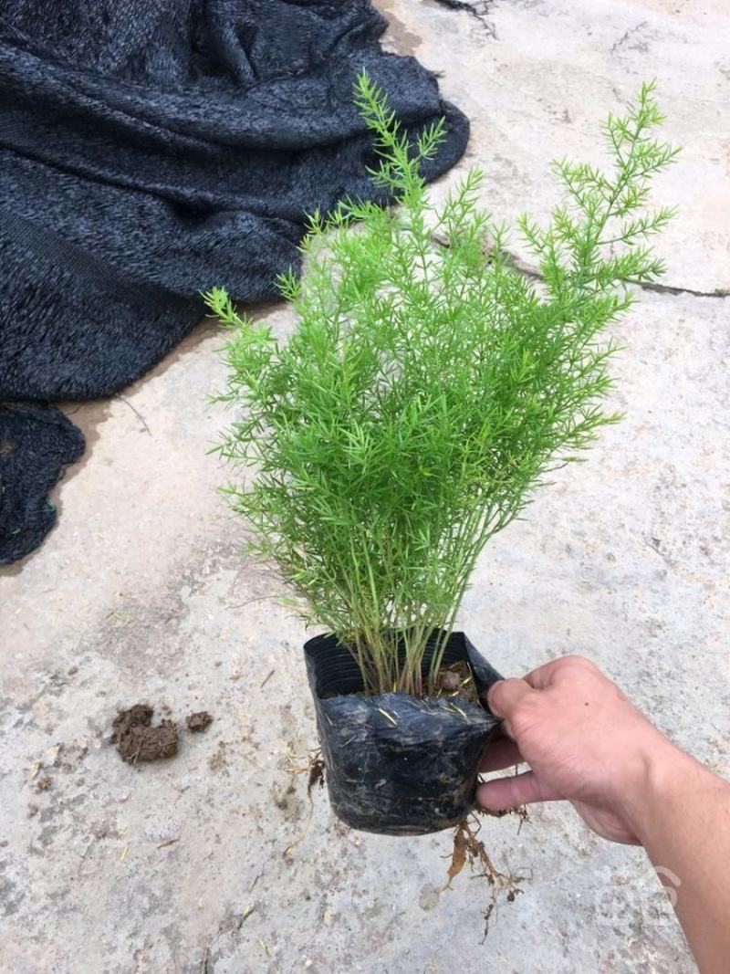 基地直供天门冬狐尾天门冬精品天门冬