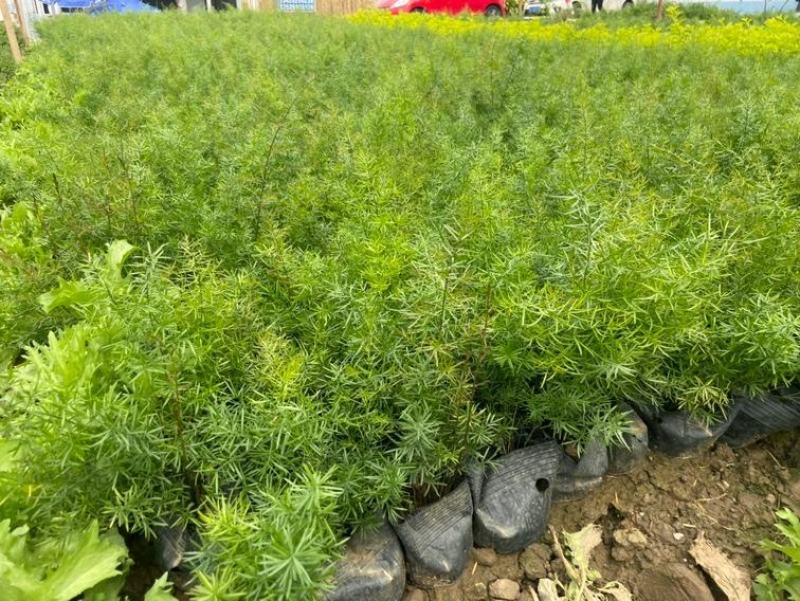 基地直供天门冬狐尾天门冬精品天门冬