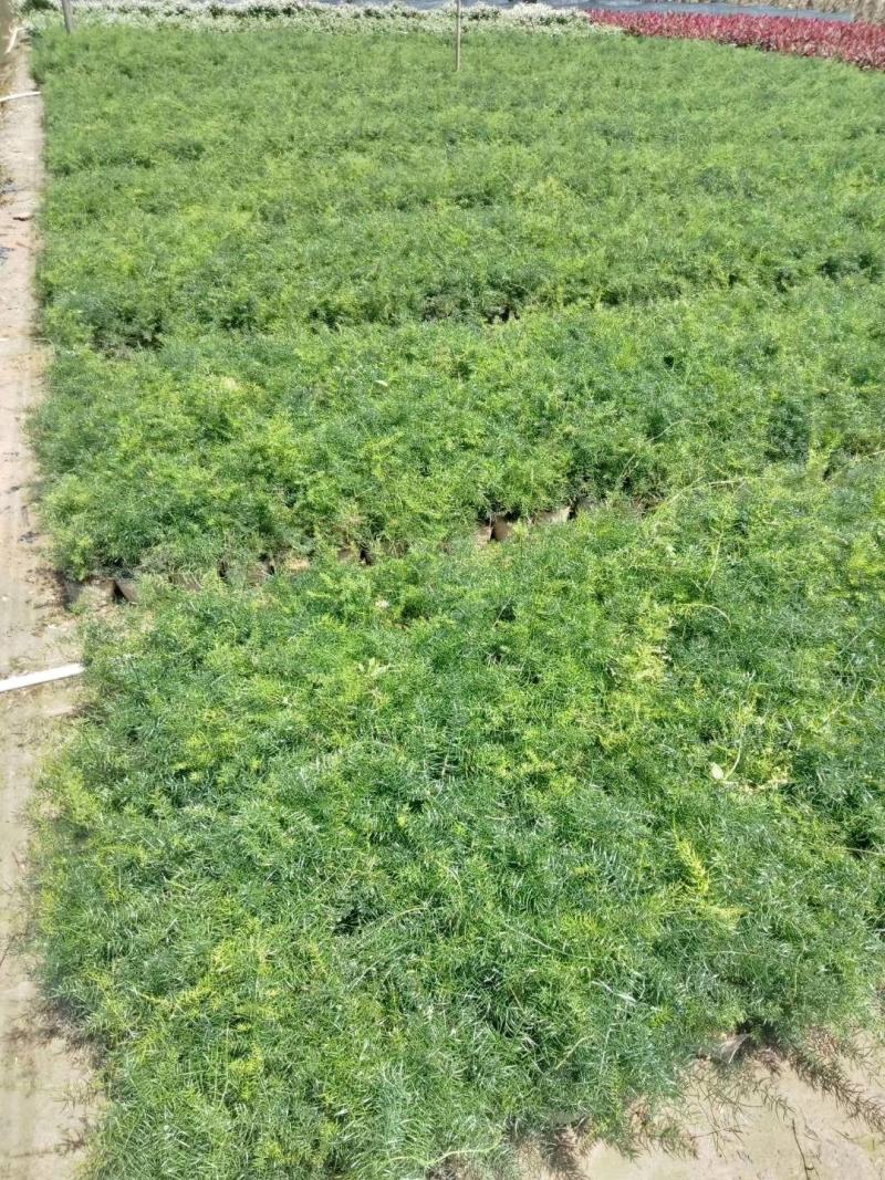 基地直供天门冬狐尾天门冬精品天门冬